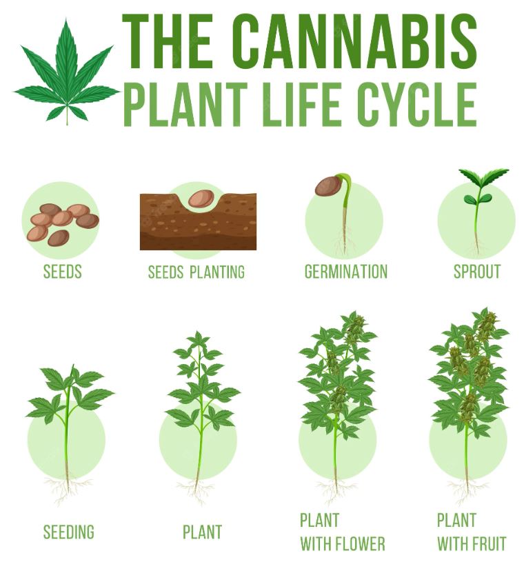Cannabis Plant Life Cycle
